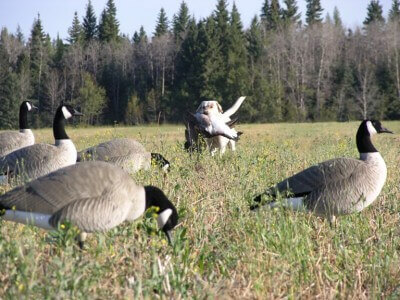 Snow Geese Hunting: Tips For Success - Intranet 2.0 Hub